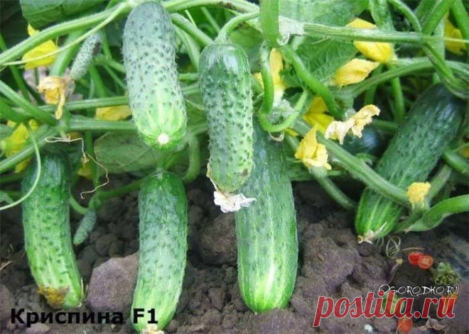 Как готовить дрожжевую подкорку для растений и как использовать.