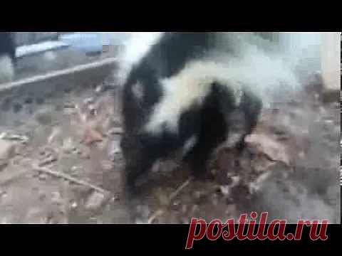 (+1) тема - Скунс | Четвероногий юмор