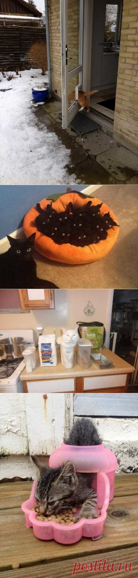 Кошачья логика