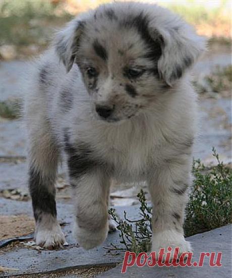 Australian Shepherd Puppies.