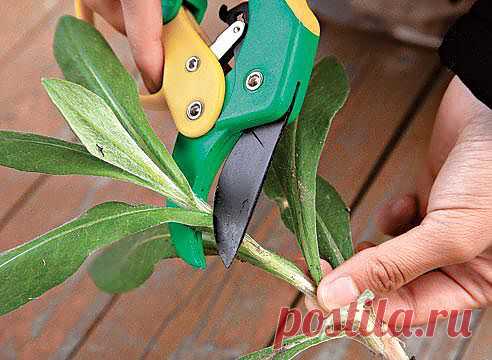 Как от яблони, вишни получить новый саженец. Самый лучший способ размножения..