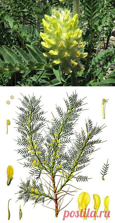 Астрагал шерстистоцветковый.Уникальное целебное растение.