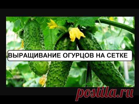 Выращиваем огурцы на сетке