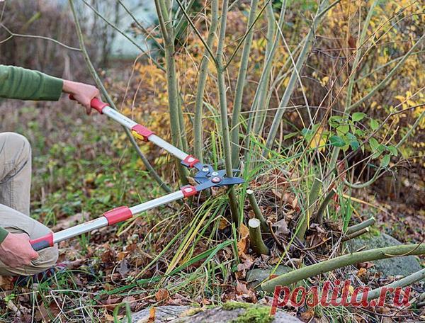 Семь раз отмерь, или Азбука обрезки Омоложение, перевод на боковое ответвление, обрезка на пень или кольцо — под всеми этими понятиями подразумеваются разные техники обрезки деревьев и кустарников. Однако далеко не все садоводы понимают, какие именно действия «прячутся» за этими терминами...