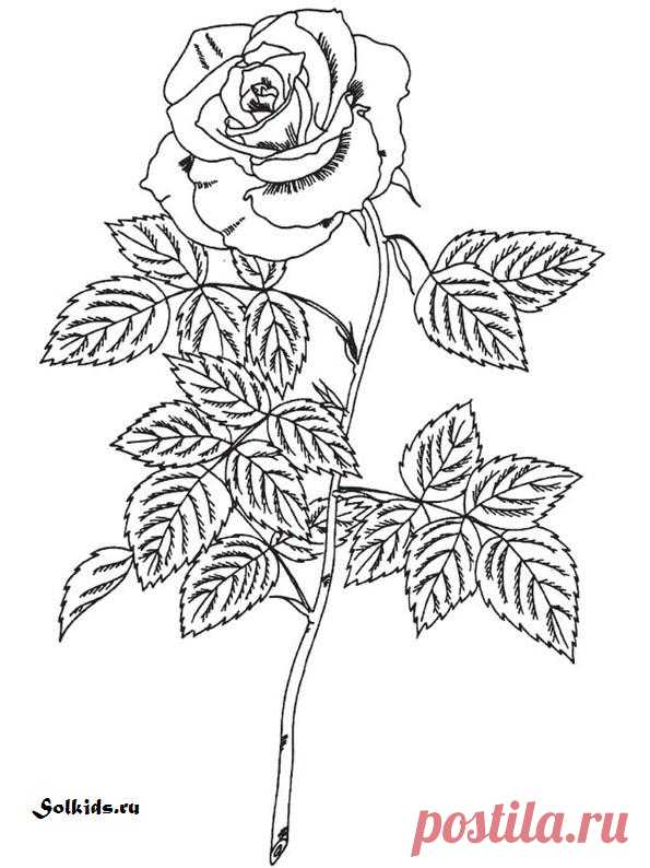 Раскраски Цветы для детей красивые букеты распечатать бесплатно