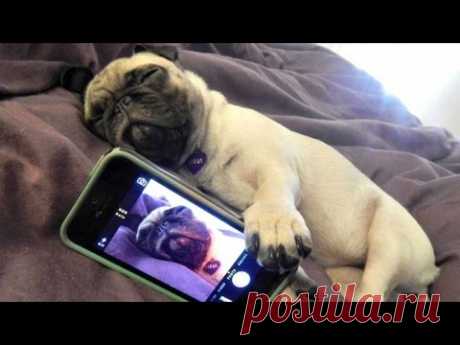Funny Dogs but only Pug Videos | Pug Compilation 4 - InstaPugs