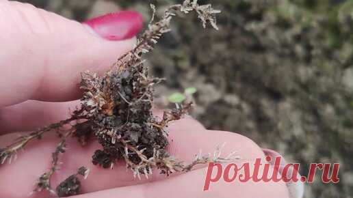 Черенкование гортензии после обрезки 🌿🌿🌿 и , извините, немного о человеческой желчи 😁😁