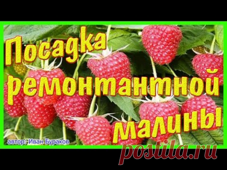 Как посадить ремонтантный сорт малины & Брянское диво, ремонтантный сорт.
