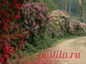 живая изгородь