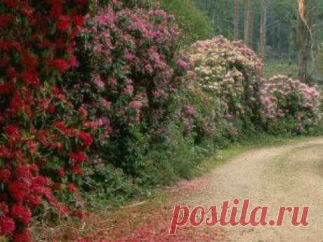 живая изгородь