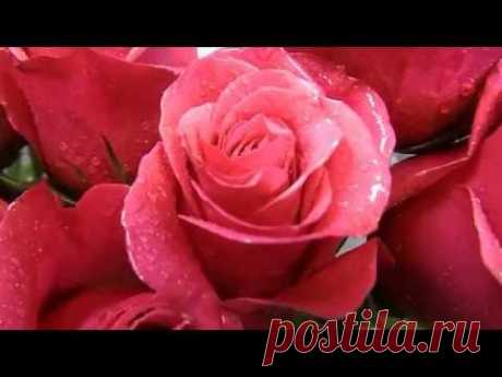 Роза "CHERRY O". Продажа. Новоуральск.