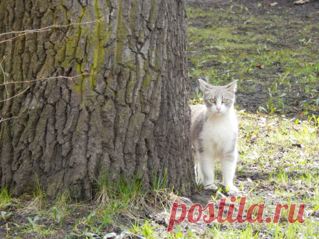 Животные - 192 фото. Фотографии Любовь Соколова.