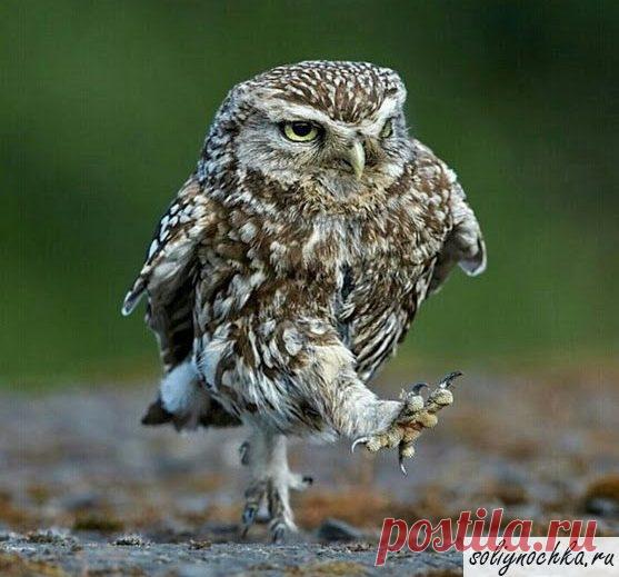 Не пытайтесь меня остановить! Смешной маленький филин, фото на тему 