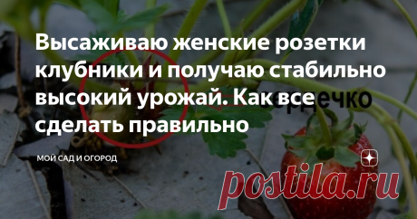 Высаживаю женские розетки клубники и получаю стабильно высокий урожай. Как все сделать правильно Клубничная грядка, наверное, имеется на каждом участке. Еще бы, кто откажется от вкусной витаминной ягоды с собственного огорода?! Конечно, чтобы растения радовали нас обильным урожаем, следует приложить немало усилий, ведь клубничка требует к себе много внимания и, следовательно, регулярного ухода.
Как правило, лучшим периодом для посадки клубники считают начало осени, связано это с тем, что уже