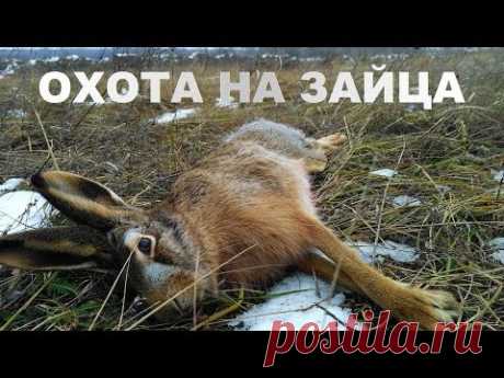 ОХОТА НА ЗАЙЦА .  ТОНКОСТИ ...  ДОБОР ПОДРАНКА.!