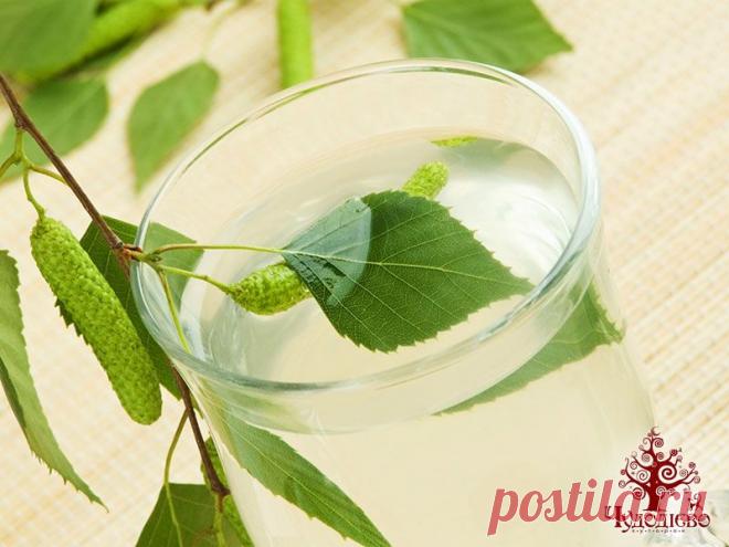 Заготовка и хранение березового сока. Рецепт березового кваса.