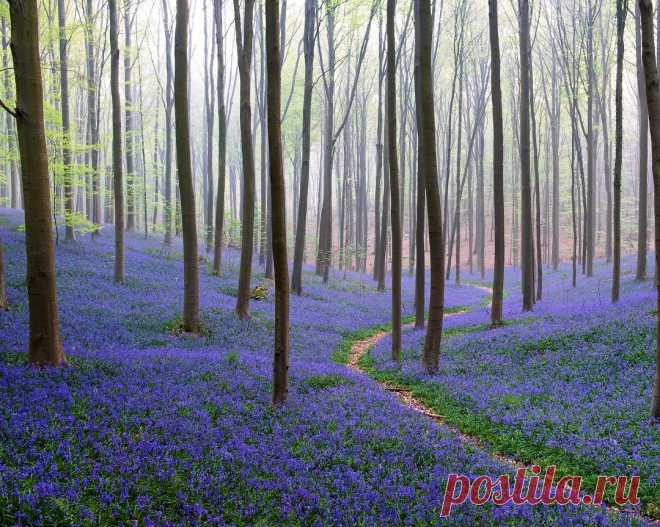 @k.l_cologne в Instagram: «Bluebells #hallerbos #belgium #wood #forest #blue #bluebells #fujifilm #fujixpro2 #xpro2 #fuji_xseries #wald #woodland #hasenglöckchen…» 980 отметок «Нравится», 60 комментариев — @k.l_cologne в Instagram: «Bluebells #hallerbos #belgium #wood #forest #blue #bluebells #fujifilm #fujixpro2 #xpro2…»