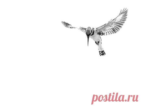 Малый пегий зимородок в кадре Сергея Савви: nat-geo.ru/community/user/181728