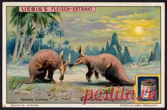 Liebig Tradecard S1095 - Cape Aardvark Liebig's extract of meat  