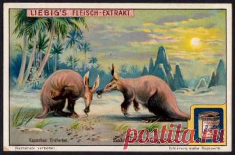 Liebig Tradecard S1095 - Cape Aardvark Liebig's extract of meat  "Toothless Mammals" German issue, 1914
