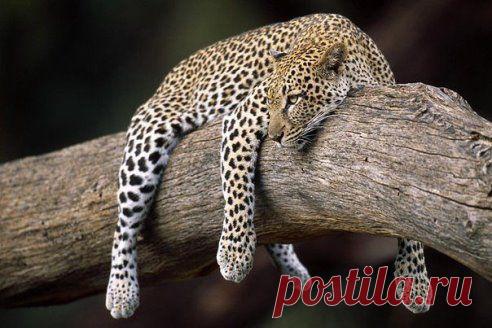 Зоопарк в Токио ежегодно закрывается на два месяца, чтобы все звери могли отдохнуть от нескончаемых посетителей.