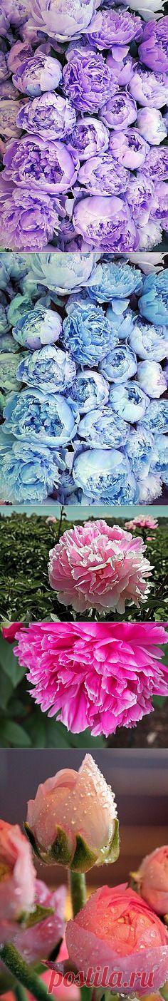 Peony