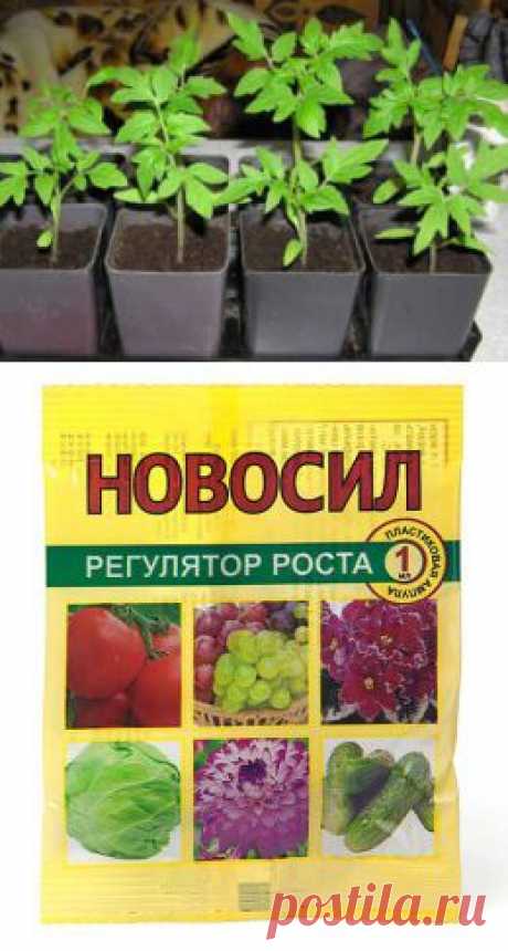 Посадка семян томатов на рассаду – особенности подготовки + видео