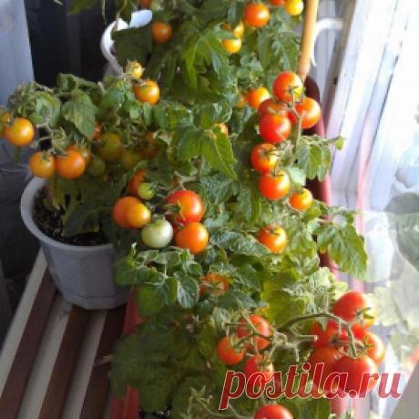 ВЯЖЕМ. Многоцветные носки и гольфы - МирТесен