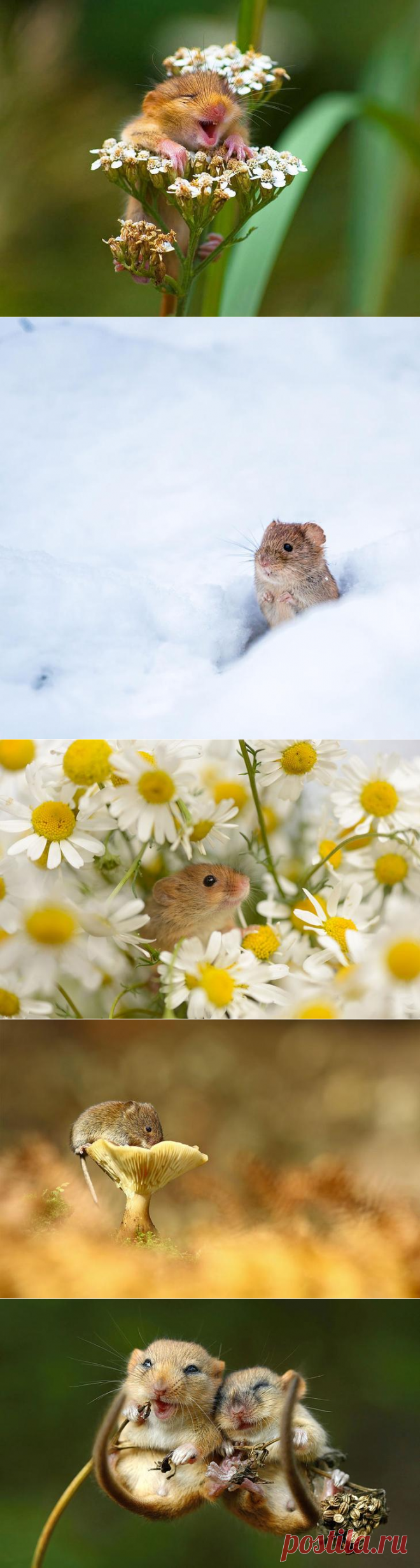 Крошечное очарование - 28 фотографий мышей в природе