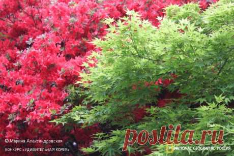 Конкурс «Удивительная Корея» | National Geographic Россия