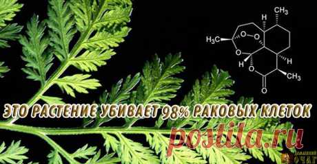 РАСТЕНИЕ, КОТОРОЕ УБИВАЕТ 98% РАКОВЫХ КЛЕТОК ЗА 16 ЧАСОВ!
И оно растет у нас!

Артемизинин, "Artemisia Annua" или, "по-нашему" - просто "полынь". Недавно было установлено, что она способствует уничтожению 98% клеток рака легких, причем всего за 16 часов!

Если Вы будете использовать только "полынь однолетнюю", то это позволит уменьшить развитие раковых клеток в лёгких на 28%, но если объедините с железом, то это растение полностью и эффективно удалит рак. 

Более того, экс...