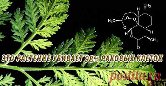 РАСТЕНИЕ, КОТОРОЕ УБИВАЕТ 98% РАКОВЫХ КЛЕТОК ЗА 16 ЧАСОВ!
И оно растет у нас!

Артемизинин, 