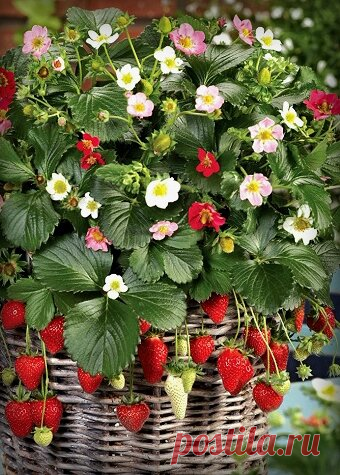 Что можно вырастить на балконе? 6 видов растений, которым нужен лишь горшок