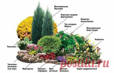 От весны и до осени.Создайте цветник непрерывного цветения | Дачный сад и огород
