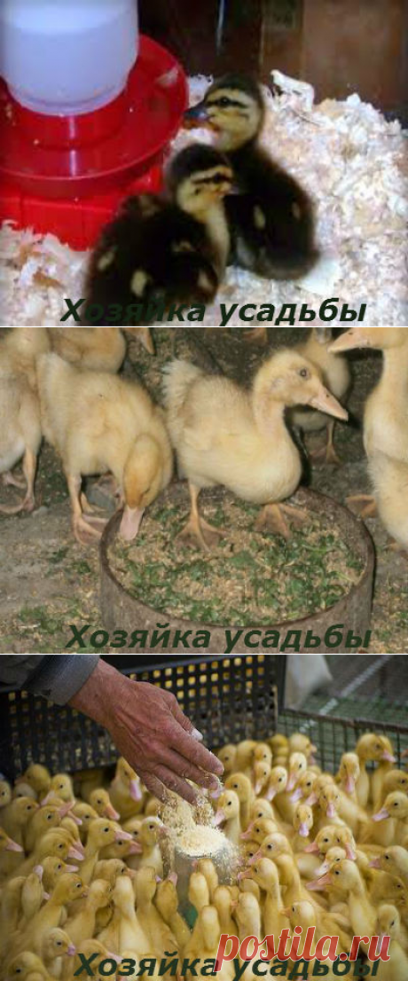 Разведение уток в домашних условиях для начинающих.