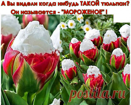 А вы видели такой тюльпан?