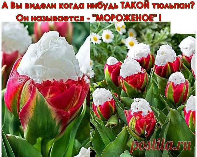 А вы видели такой тюльпан?