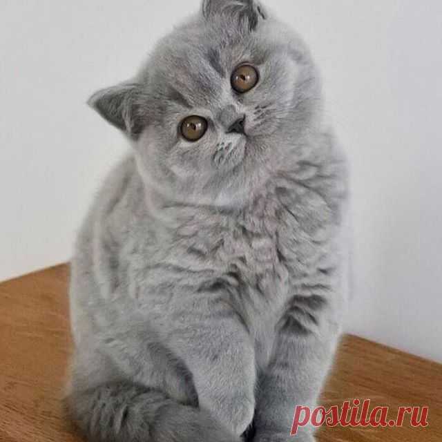 На изображении может находиться: кот