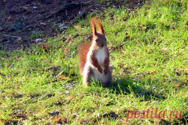 Белочка-красавица