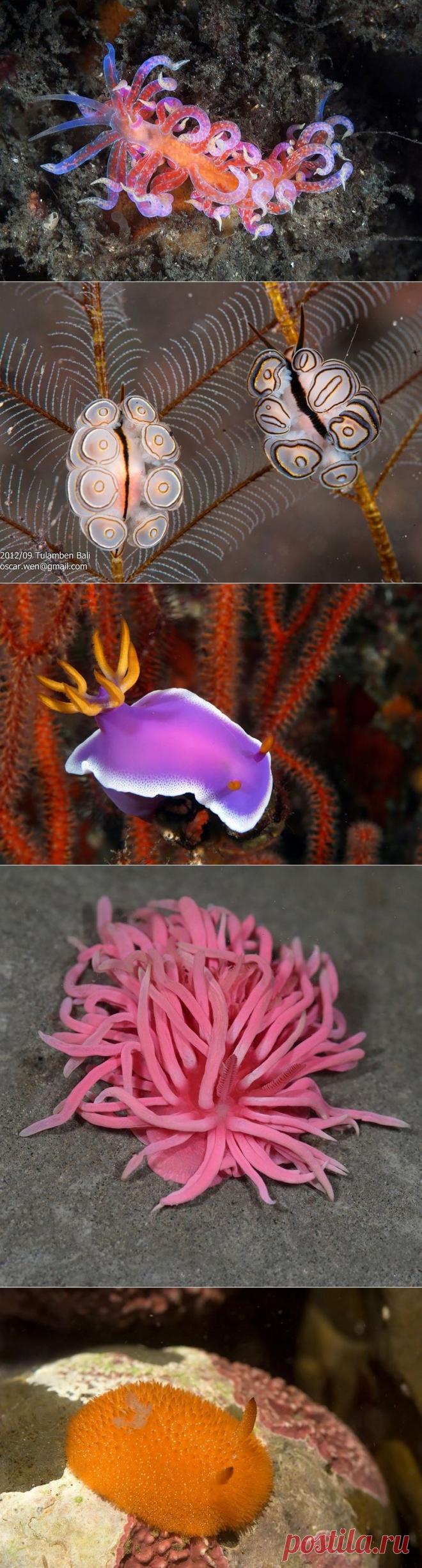 Потрясающая красота морских моллюсков - Всё самое красивое и интересное