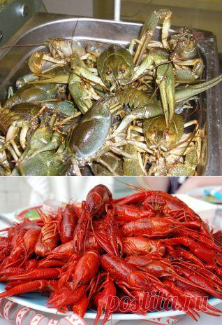 Ловля раков! прикормка, оснастка, ловля, удочка, наживка, рыболов, водоем, рыба, рыба, крючок, черви, хобби, увлечение, озеро, поездка, речка, лодка, отдых, занятие, река, страсть, снаряжение, клев, улов, увлекаться, клевать, купаться, ловить, рыбная ловля, снасть, вываживание, подсечка, добыча, леска,снасти, крючок, грузило, лов, удила