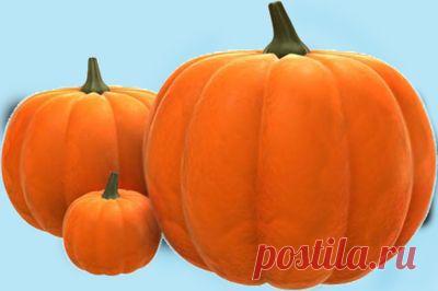 Блюда из тыквы. Большая подборка рецептов.