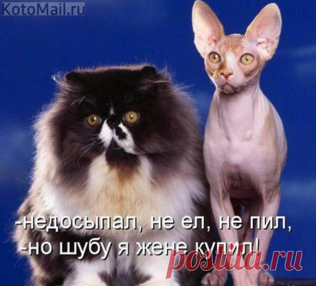 Хранитель северных лесов | KotoMail.ru