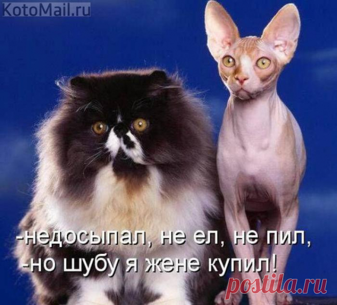 Хранитель северных лесов | KotoMail.ru