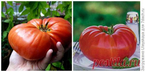 Томаты-рекордсмены: десятка крупноплодных сортов и гибридов