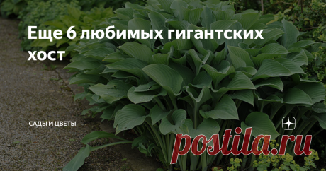 Еще 6 любимых гигантских хост Продолжаем обсуждать гигантские #хосты. Вот вторая пятерка моих любимых сортов. 1. Sagae Высота куста 70-80 см, диаметр не более 150 см. Лист очень плотный, с изящной волной, без намека на гофрированность. Цвет листа сизо-голубой, в первой половине лета кайма почти ярко-желтая, во второй половине лета приобретает кремово-желтую или кремово-белую окраску. У молодых растений кайма довольно узкая, с возрастом несколько расширяется. Бледно-лавандо...