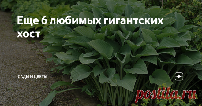 Еще 6 любимых гигантских хост Продолжаем обсуждать гигантские #хосты. Вот вторая пятерка моих любимых сортов. 1. Sagae Высота куста 70-80 см, диаметр не более 150 см. Лист очень плотный, с изящной волной, без намека на гофрированность. Цвет листа сизо-голубой, в первой половине лета кайма почти ярко-желтая, во второй половине лета приобретает кремово-желтую или кремово-белую окраску. У молодых растений кайма довольно узкая, с возрастом несколько расширяется. Бледно-лавандо...