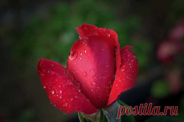 Photograph A special rose without a thorn... by Amy Delaine on 500px