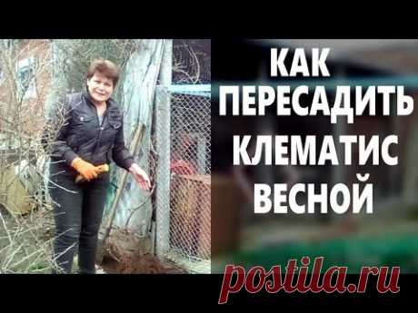 Когда и как пересадить  клематис весной