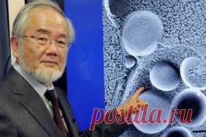 Однодневный голод: открытие получившее Нобелевскую премию Кратковременный голод для тела является способом омоложения и очистки. За открытие механизма работы клеток при голодании японский биолог Есинори Осуми получил Нобелевскую премию.    В своих